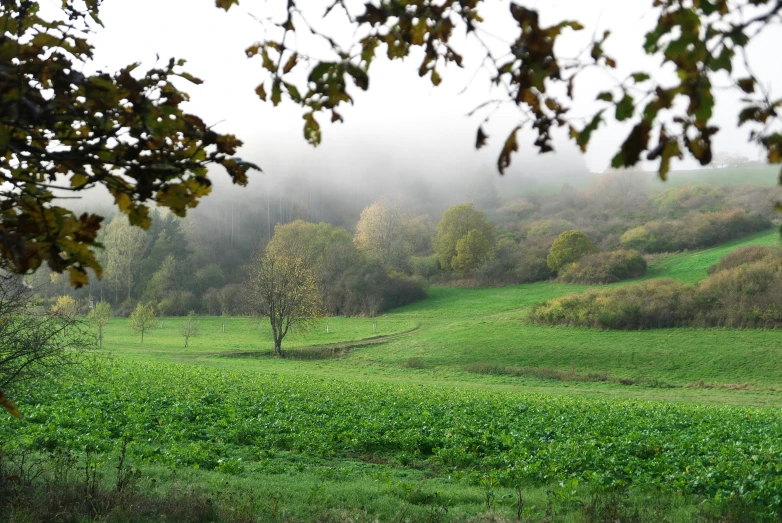 green countryside with lots of fog on it