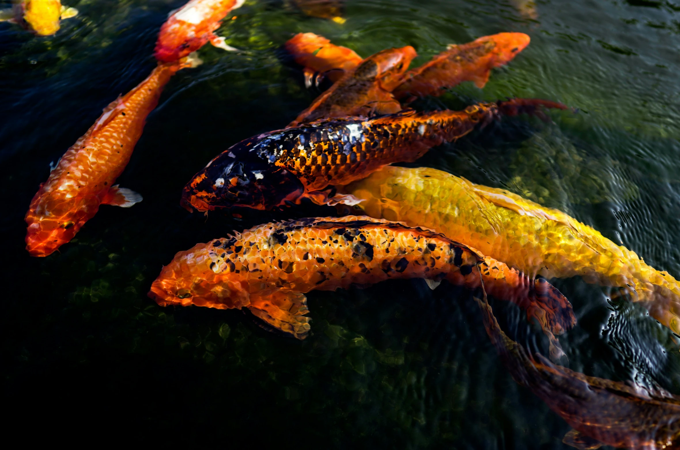 a group of koi fish swimming in the water