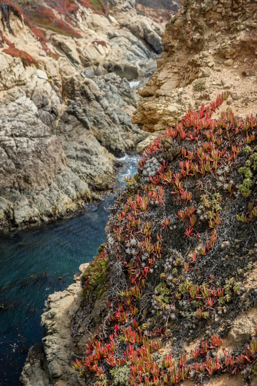 the rocks are covered with plants along the ocean's shoreline