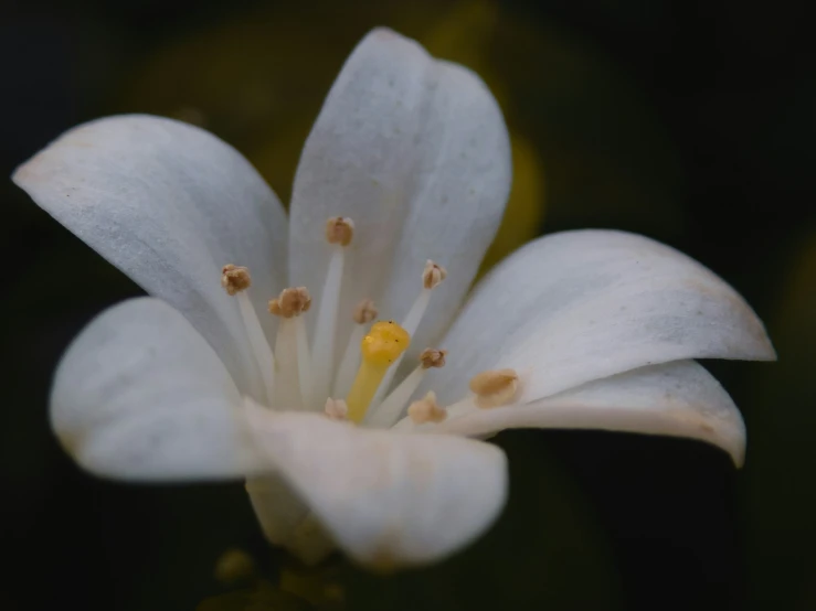 white flower in bloom with yellow center and brown stamen