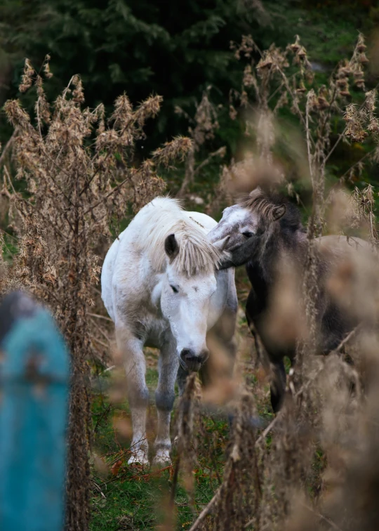 two horses have their heads in each others'mouths