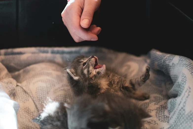 a hand touching a cat in the middle of a blanket