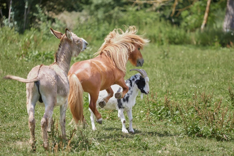 the dog is chasing after two wild horses