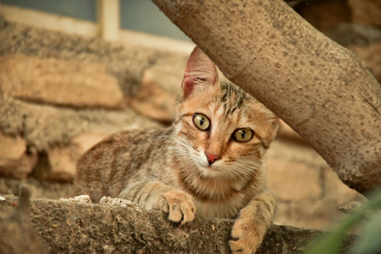 a small kitten sits on rocks near some nches