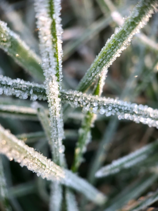 a plant with little icicles on it