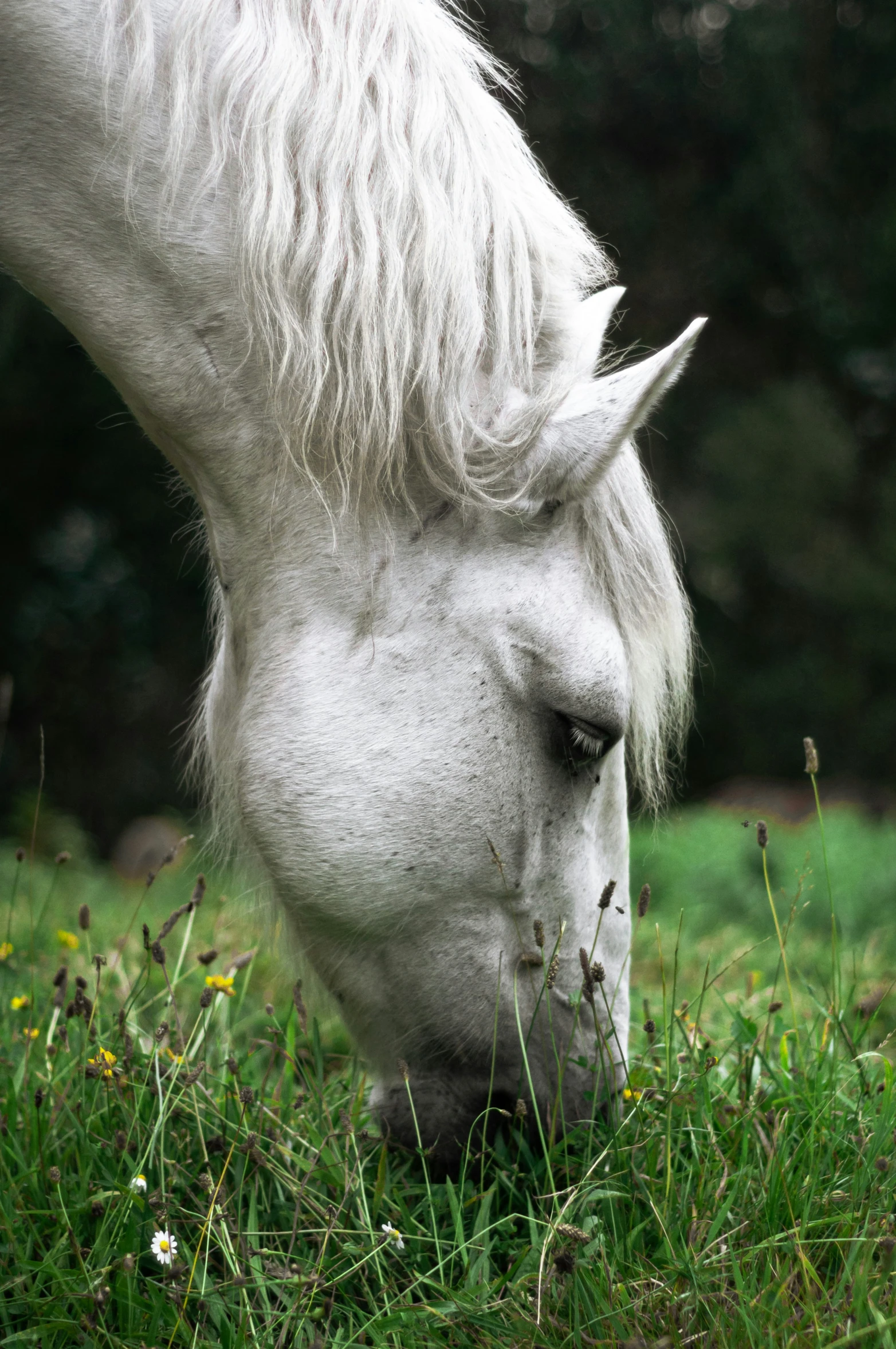 the head of a white horse grazing in the grass