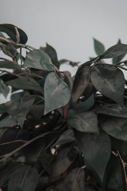 a leafy nch with green leaves on a grey sky