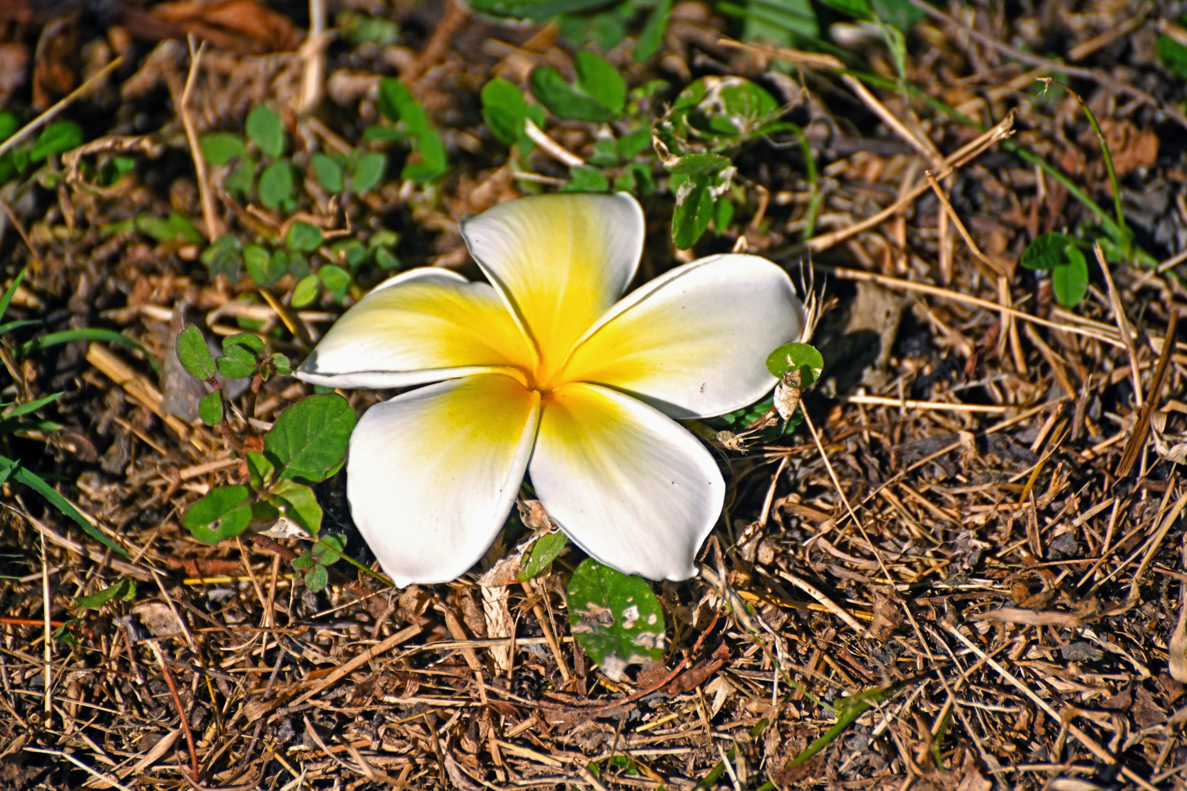 white and yellow flower growing on the ground