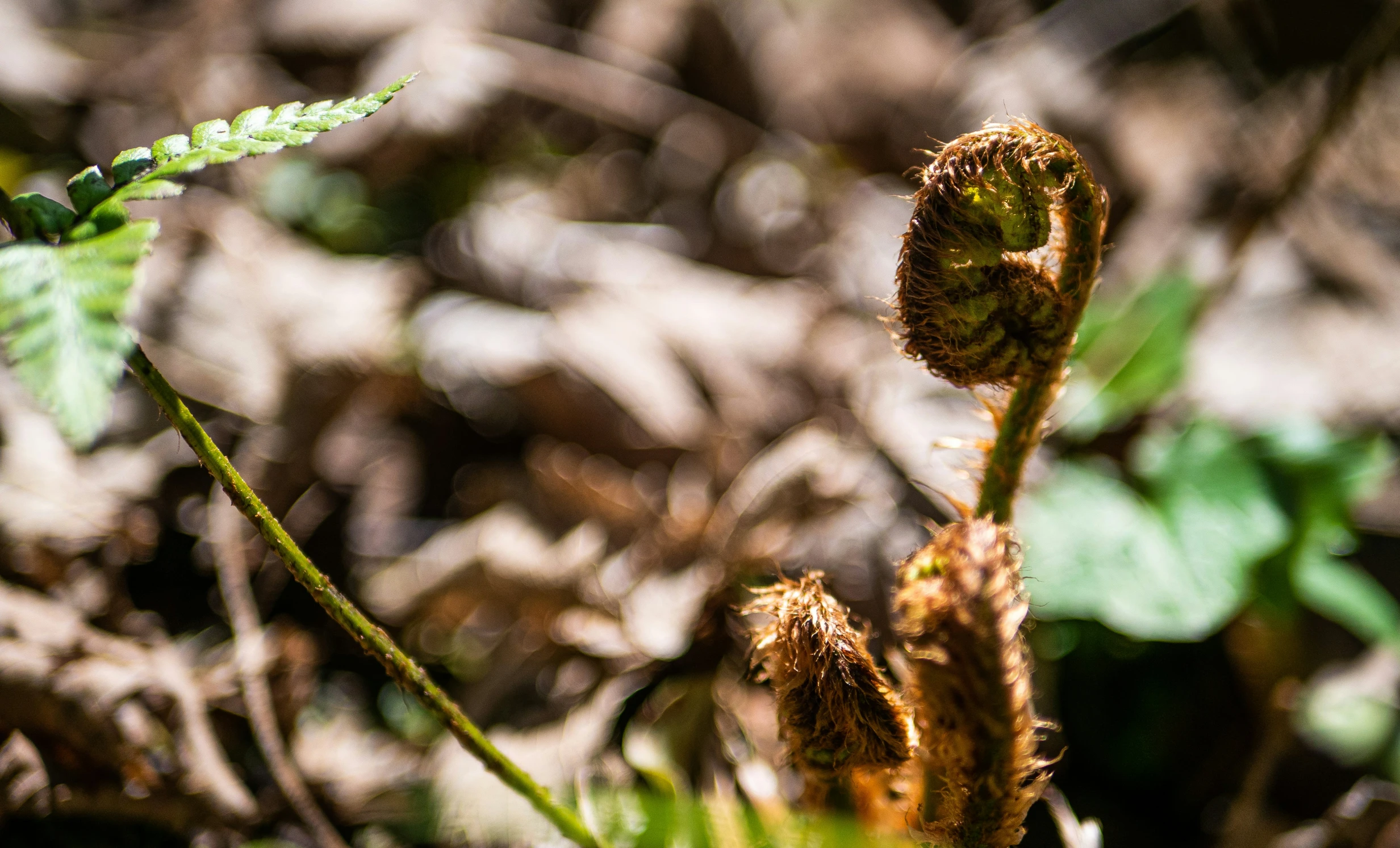 two green weeds and some grass in the dirt