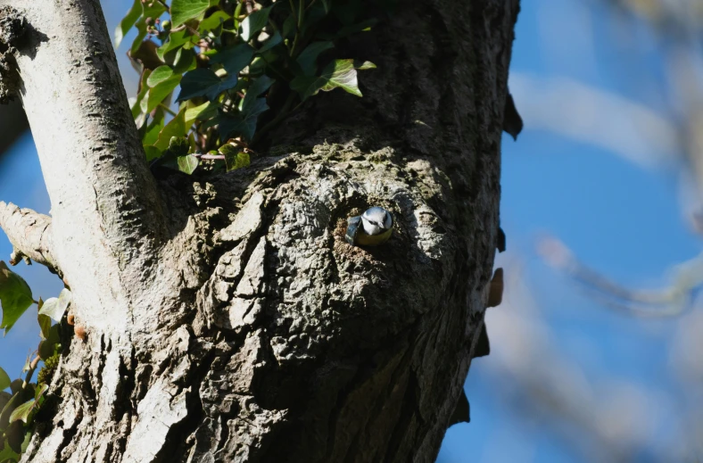 a close - up of the face of a tree with no leaves