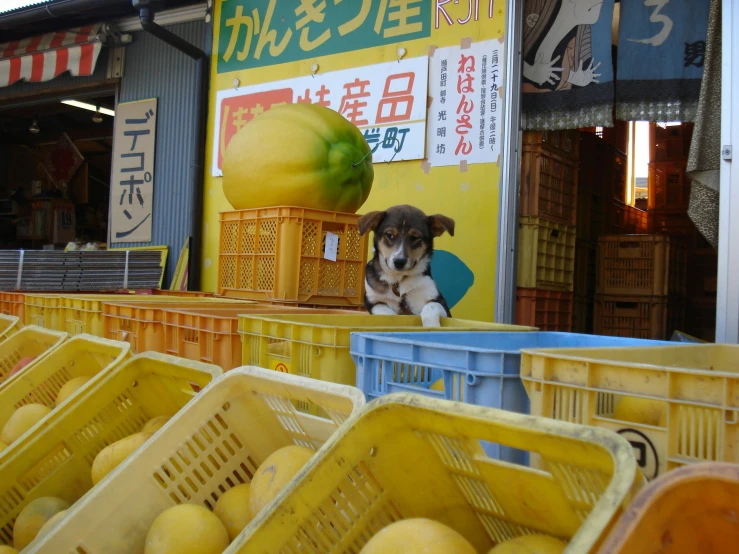 a small dog looking out from an assortment of bins