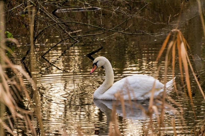 a swan is floating in the water near the grass