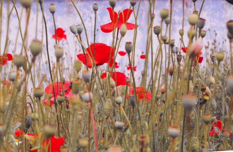 a bunch of red flowers in a field