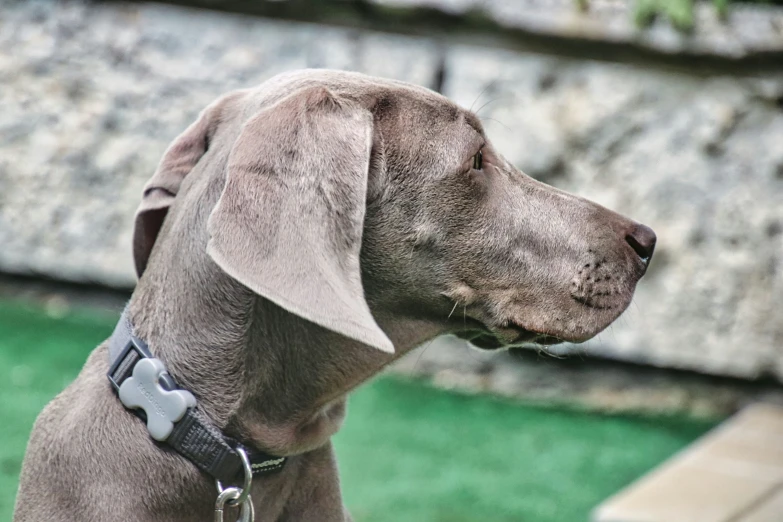 a gray dog with a black collar on sitting on grass