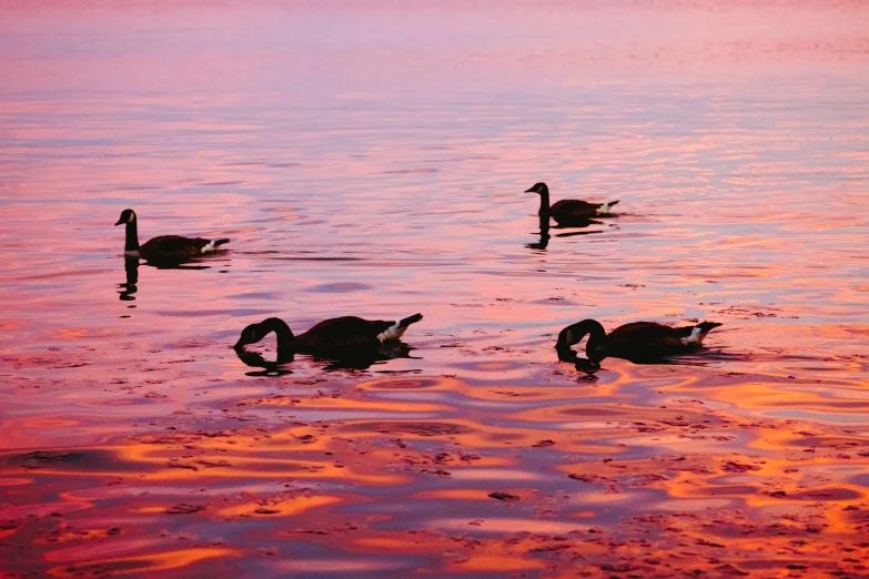 three ducks on the water in the pink and orange sunset