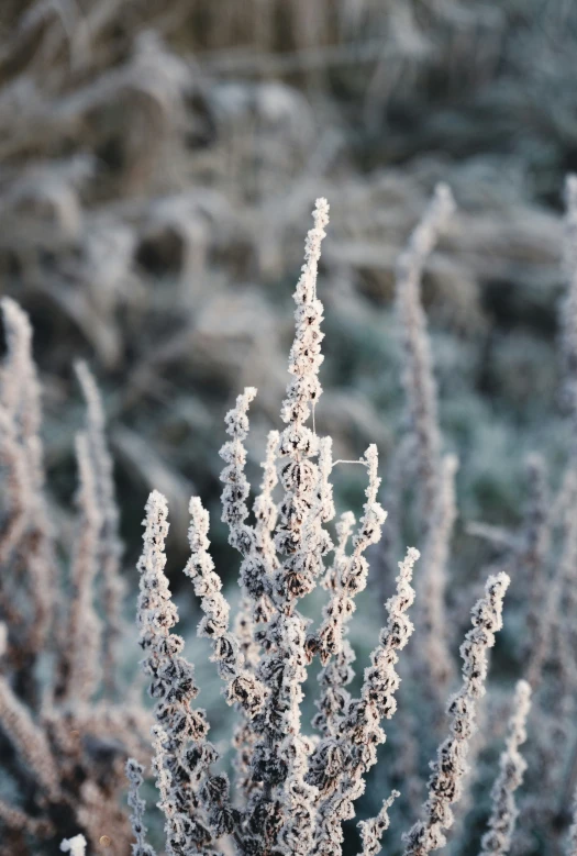 a bush with frosted nches and a blurry background