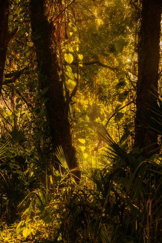 trees and plants surround the sunlight at dusk