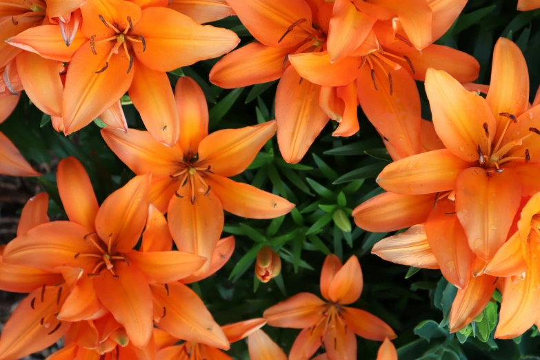 there are many flowers that are orange
