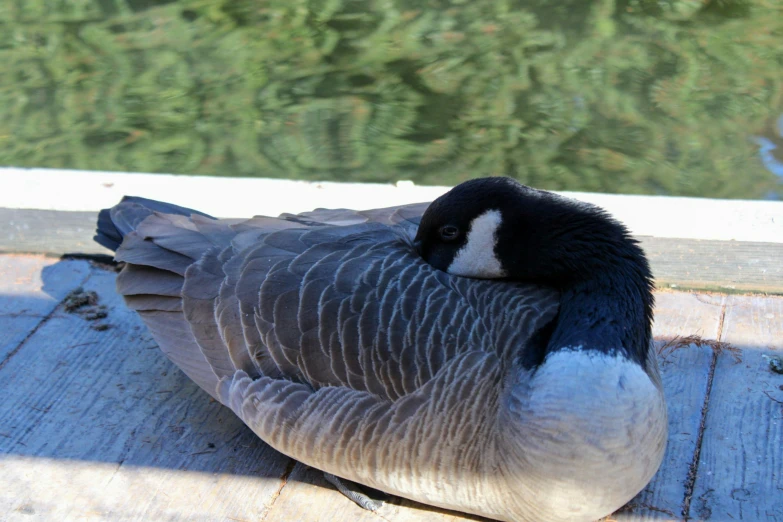 a black and white bird sitting on top of wooden planks