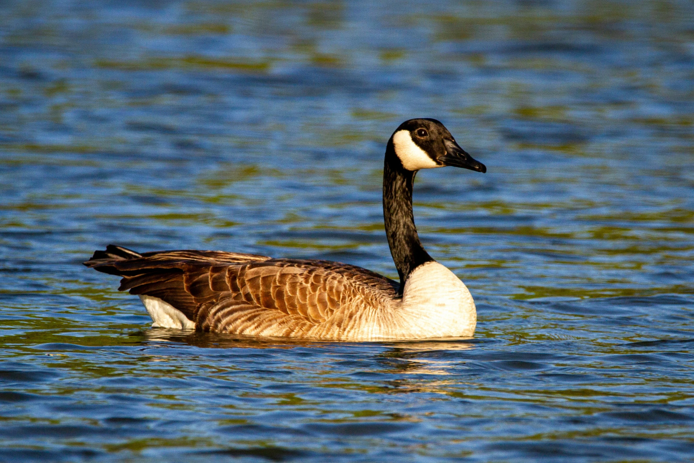 a black and white duck is swimming on water