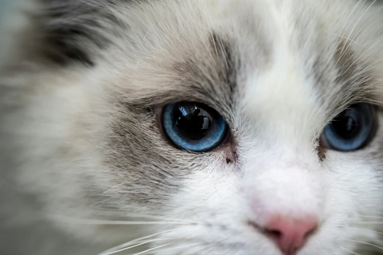 a blue - eyed cat is looking at the camera