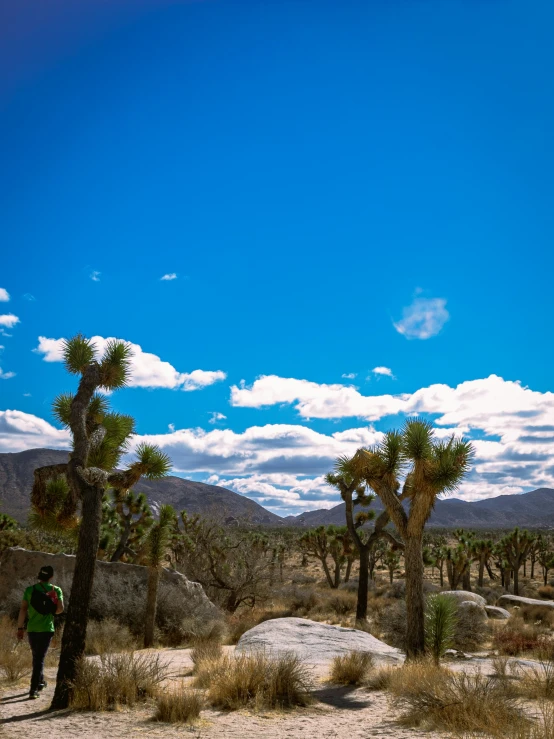 person walking in the desert with joshua trees