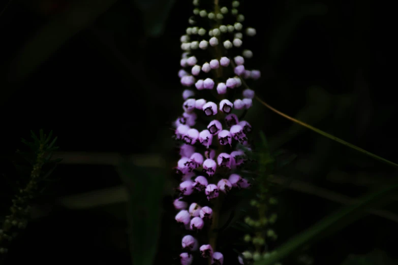 pink flowers hanging from a green stem in the dark