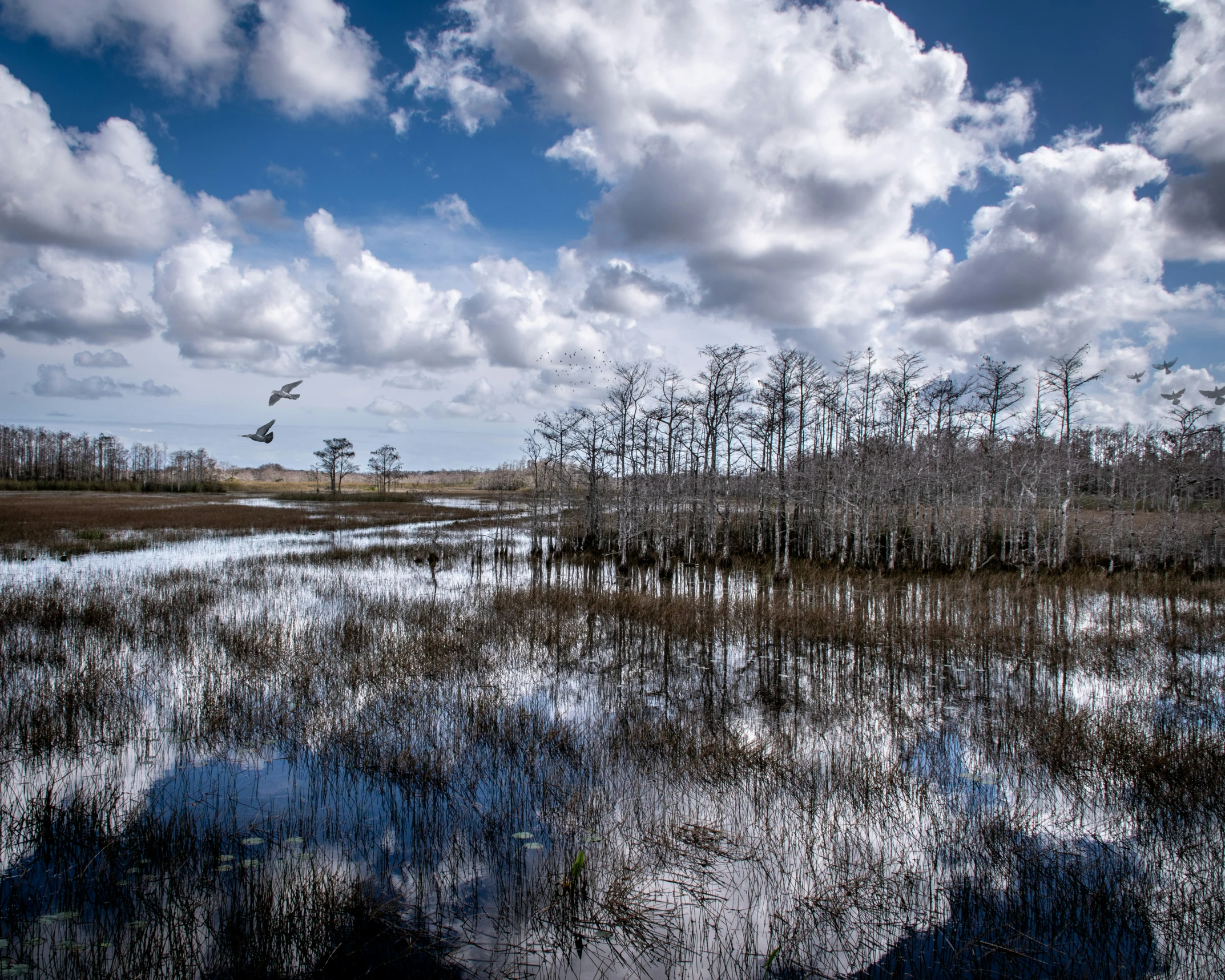 a bird is flying above swampy waters under cloudy skies