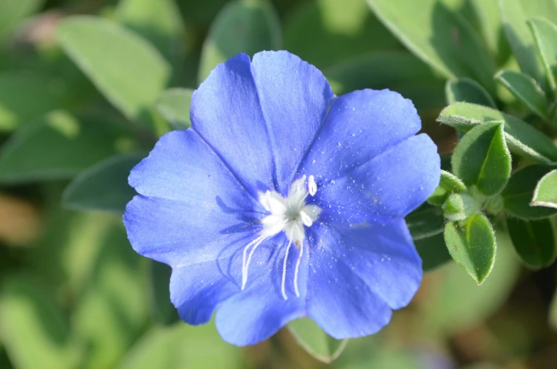 close up of a blue flower with green leaves in the background