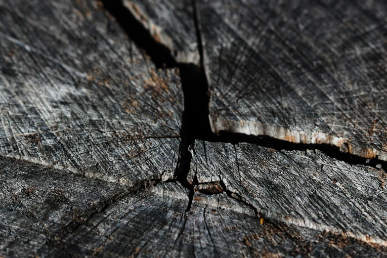 close up of a tree stump with some rust on it