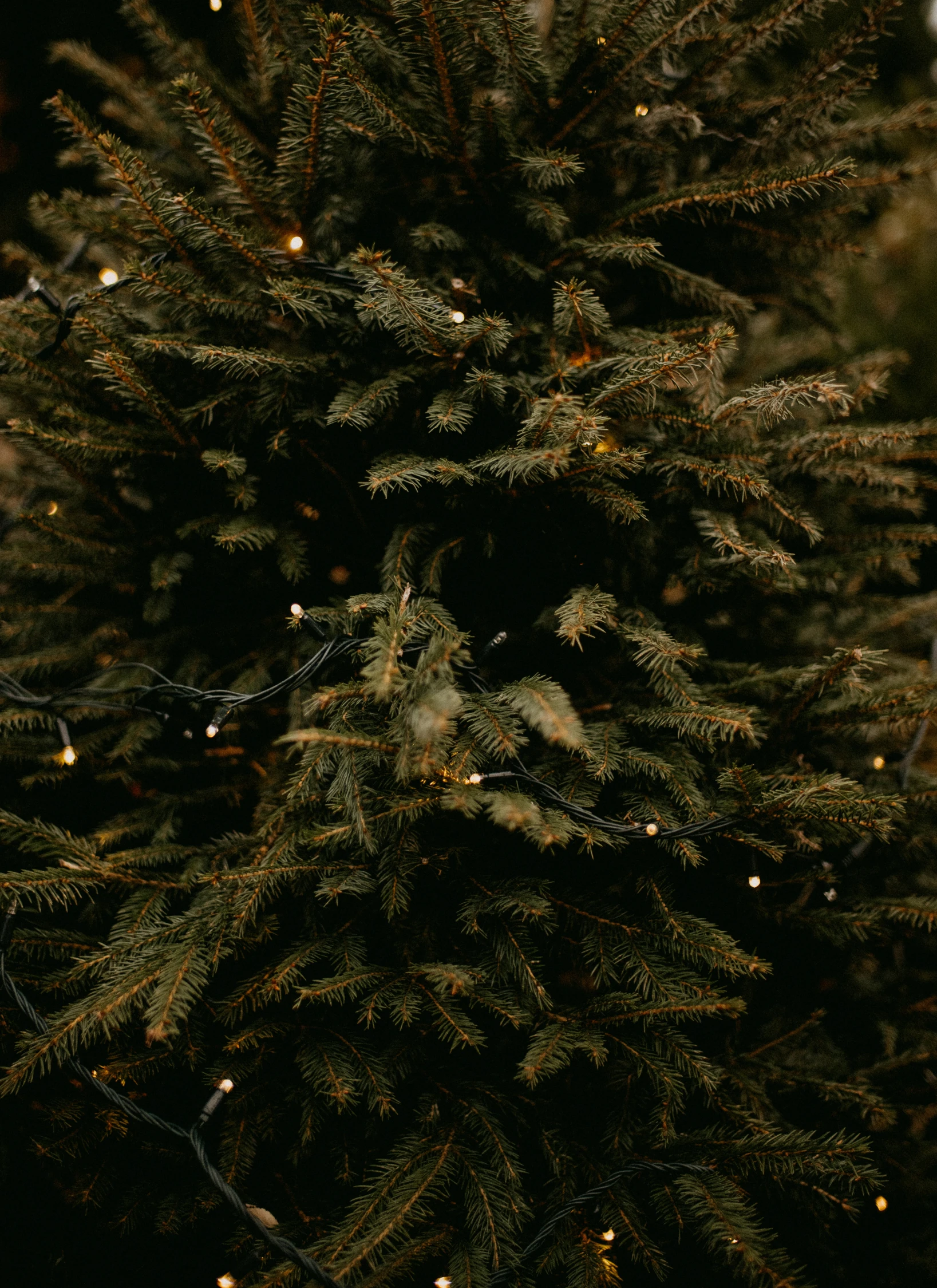 a close up of a tree with lights