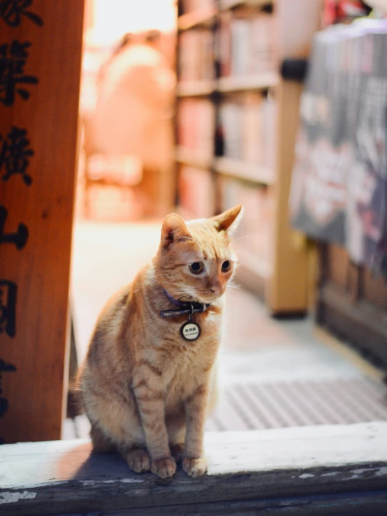 cat sitting on book case outside of liry