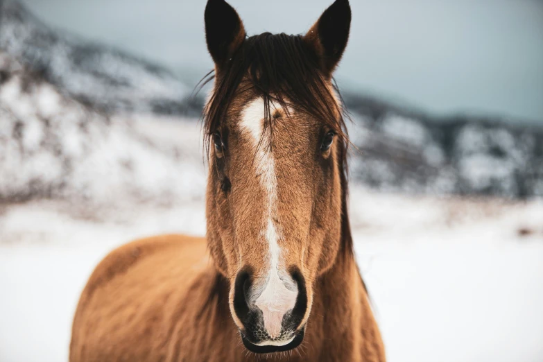 a brown horse standing in the snow in front of some hills