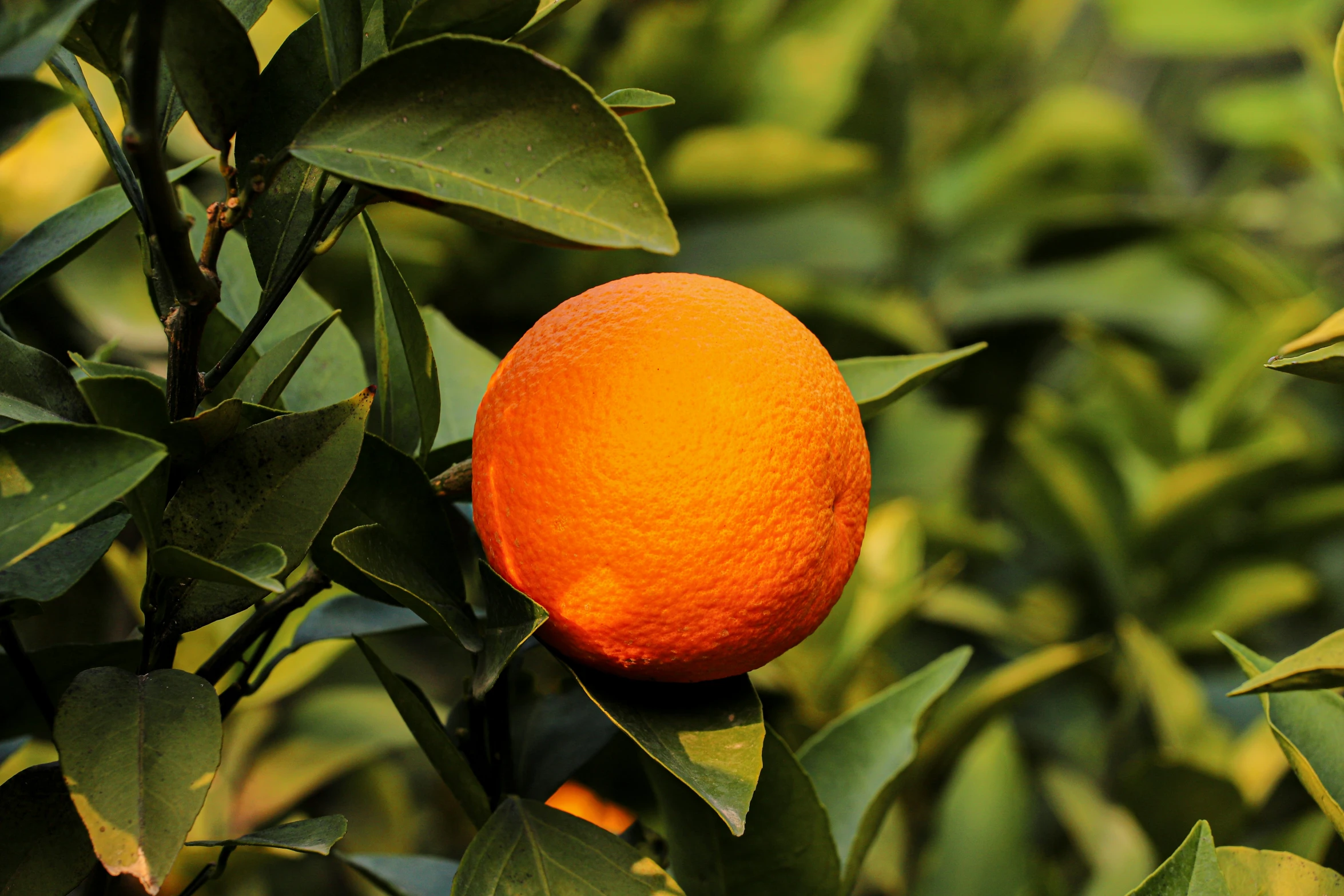 an orange is hanging off the side of a tree