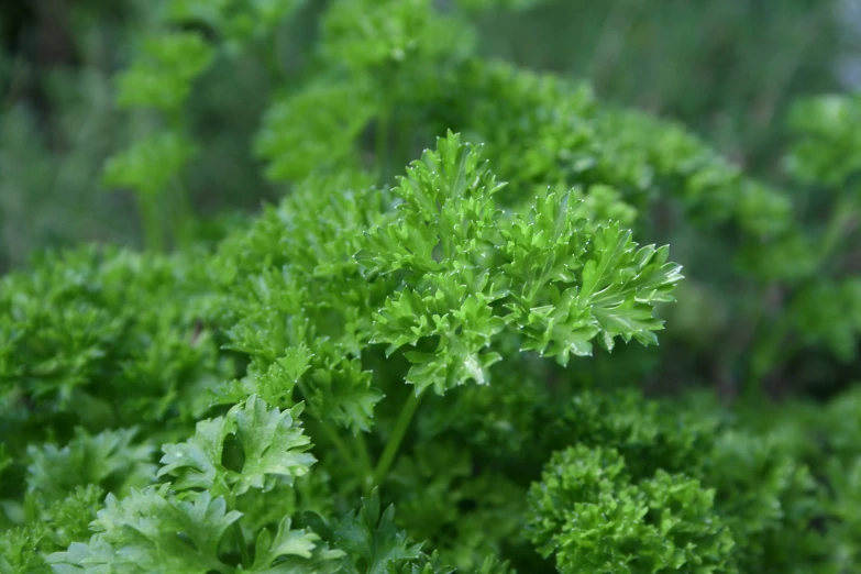 many different types of green herbs growing together