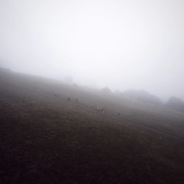 some animals in the distance on a foggy day