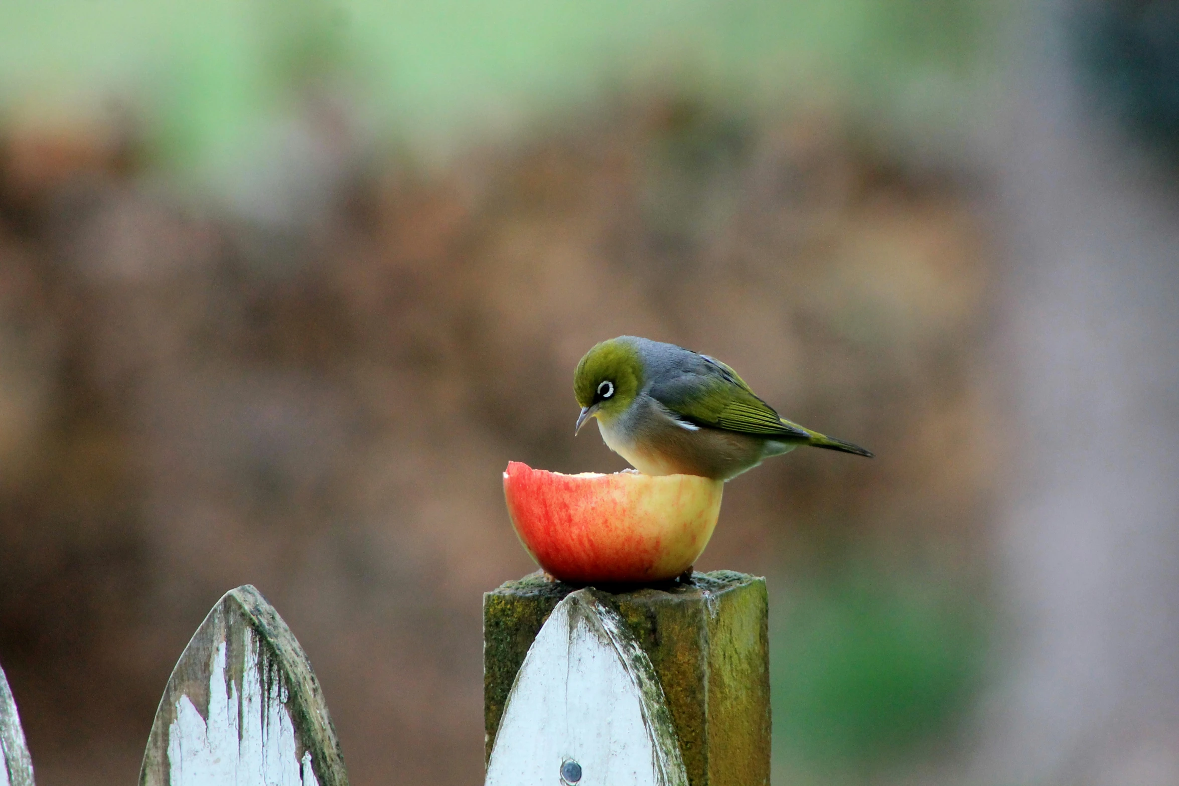 a colorful bird perched on a wooden fence