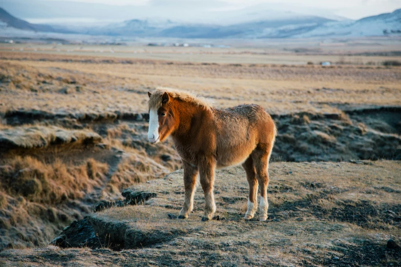 an animal with a long face on top of a hill