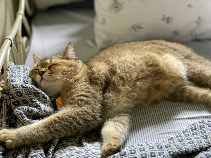 a cat is laying on its side on a bed