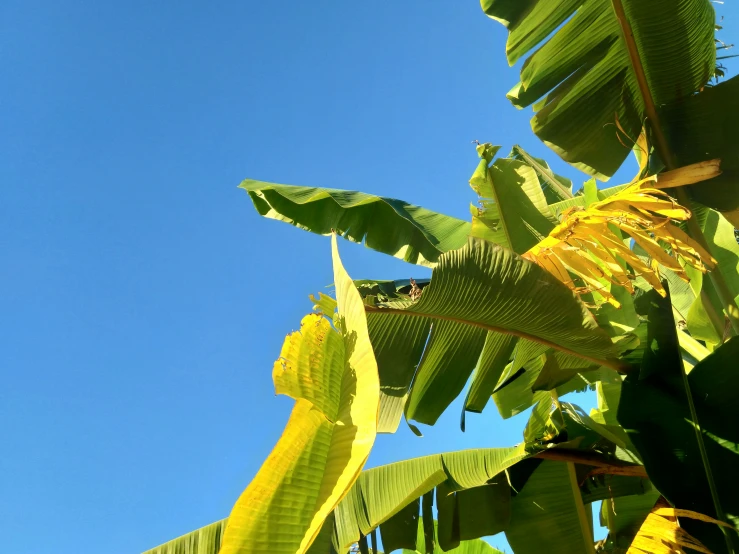 a large amount of leaves are growing on a tree