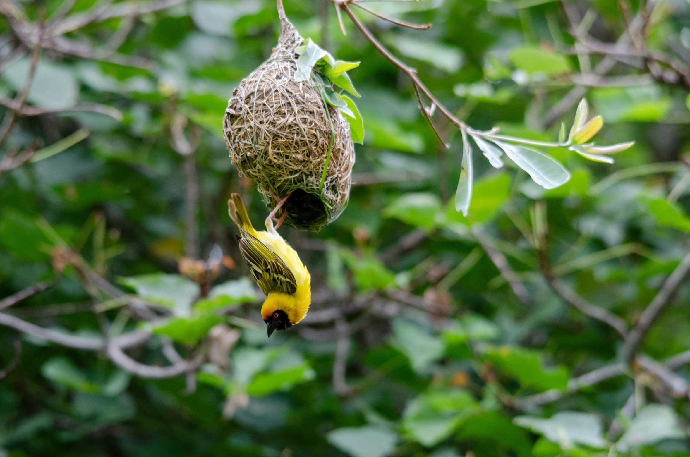 a bird nest suspended from a tree in a forest