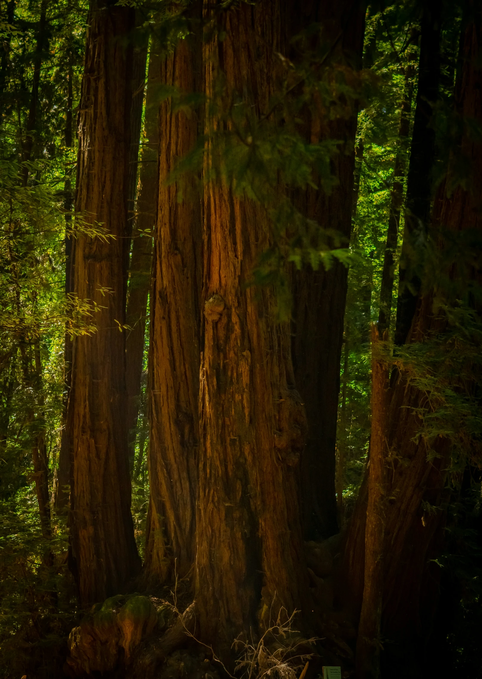 large trees in a forest with a bench at the base