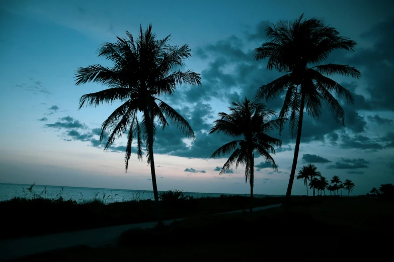 three coconut trees line the beach and sunset