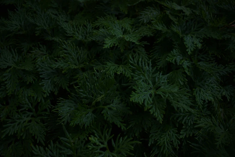 black and green fir needles, green tree nches