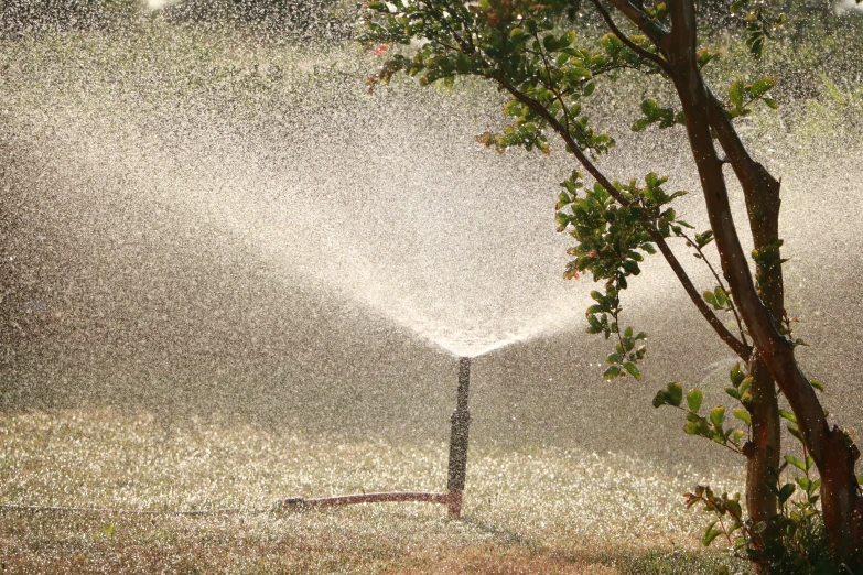 a sprinkler spraying water onto a tree with a hose