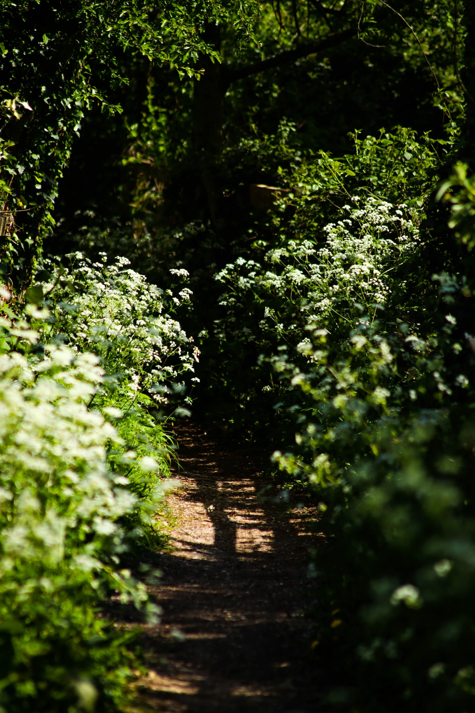 the light shines through the foliage on the path