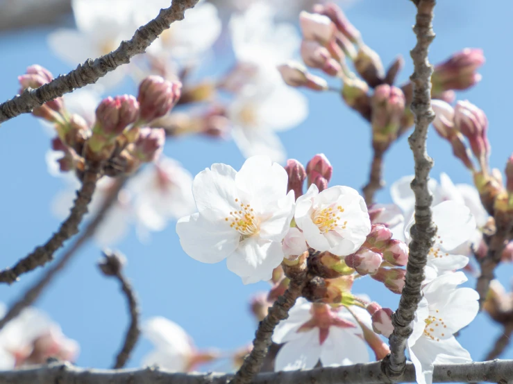 some flowers that are in the sky and together