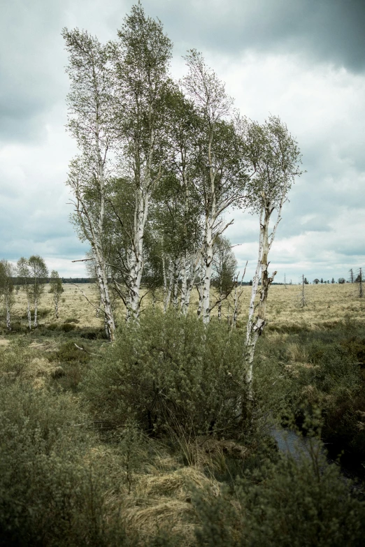 some trees with a lot of little leaves in it