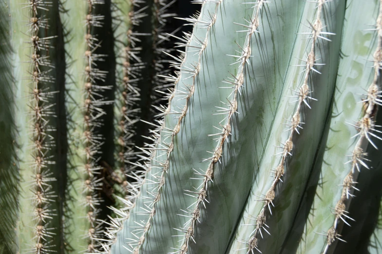 a green cactus with white spines is shown in front of an open window