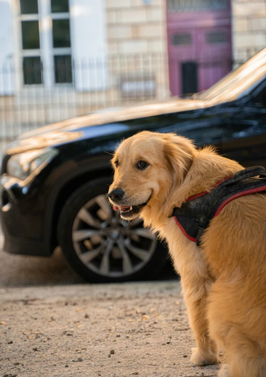 the dog is standing in front of a parked car